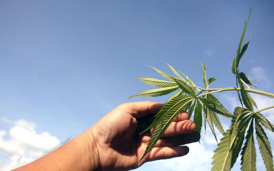 Eine volles und ausgeblühtes, farbiges Cannabis Bud. Rechts im Bild schweben einige Cannabissamen.