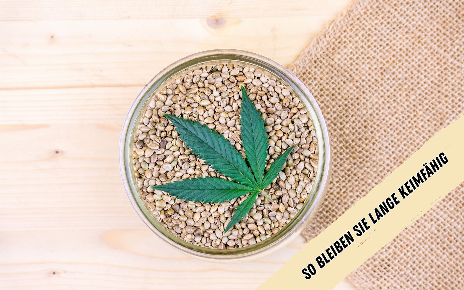 Ein Glas voller Cannabissamen mit einem Hanfblatt oben drauf, steht auf einem hellen Holztisch mit einem braunen Netz.
