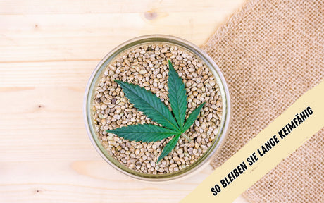 Ein Glas voller Cannabissamen mit einem Hanfblatt oben drauf, steht auf einem hellen Holztisch mit einem braunen Netz.