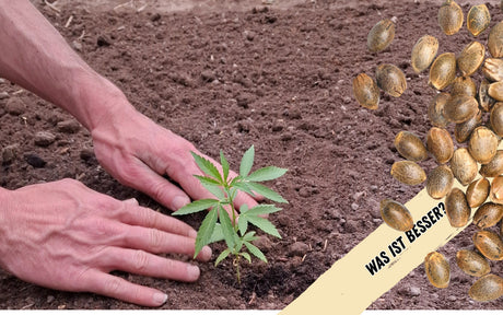 Ein Mann hat ein Cannabis Steckling in die Erde gepflanzt. Rechts im Bild sieht man einige Cannabissamen. 