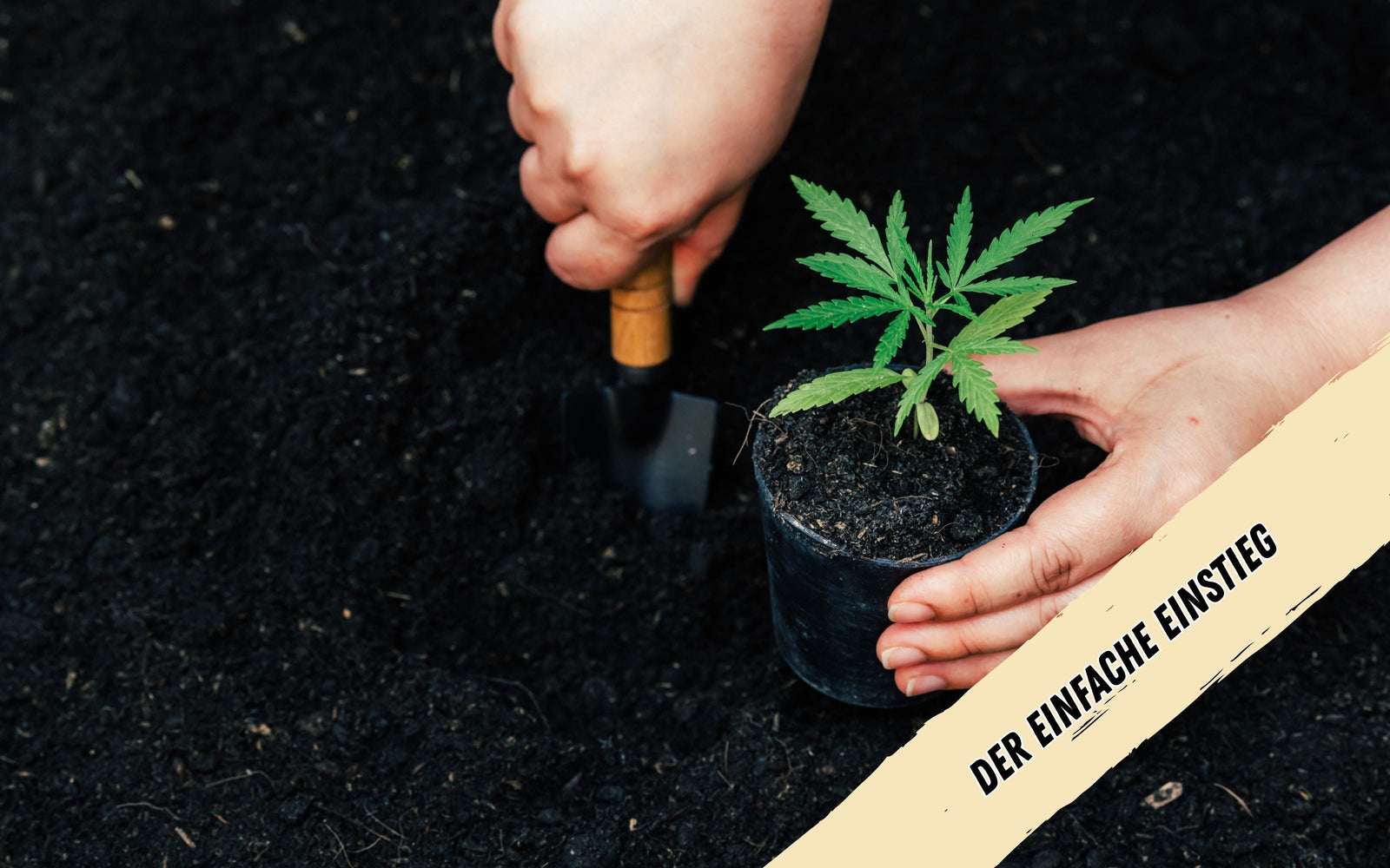 Es wird mit einer kleinen Schaufel ein Loch gegraben, für den in der linken Hand haltenden Cannabis Steckling.