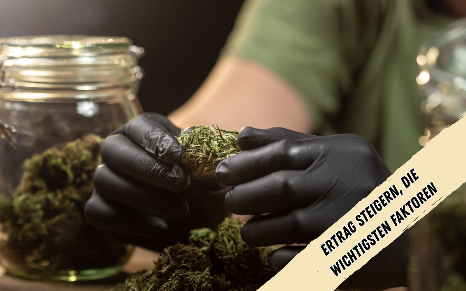 Eine Person trägt schwarze Einweghandschuhe und hält eine Cannabisknospe in den Händen. Daneben ein volles Glas mit Cannabisknospen.
