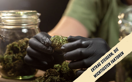 Eine Person trägt schwarze Einweghandschuhe und hält eine Cannabisknospe in den Händen. Daneben ein volles Glas mit Cannabisknospen.