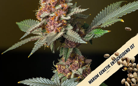 Eine volles und ausgeblühtes, farbiges Cannabis Bud. Rechts im Bild schweben einige Cannabissamen.