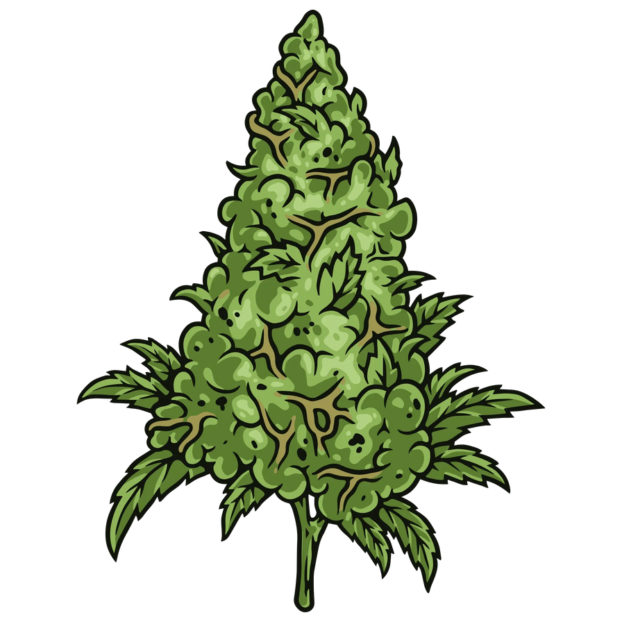Volle, grüne Cannabisblüte.