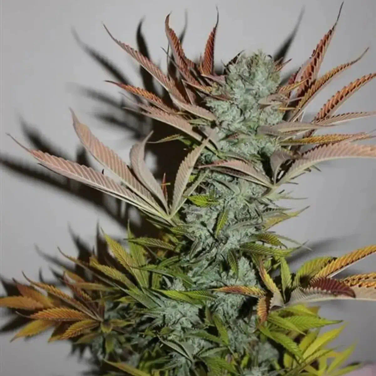 Gelato Fast