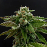 Alien Rock Candy