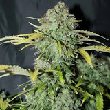 Amnesia Haze