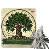 Animal Mints Autoflowering