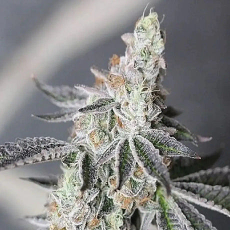 Animal Mints Autoflowering