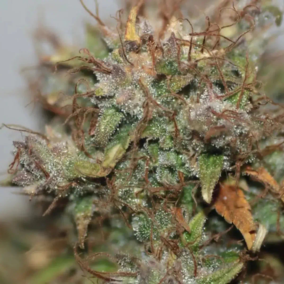 Blueberry Autoflowering