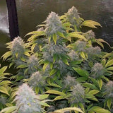 Bruce Banner Autoflowering