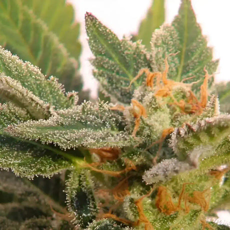 Cherry Pie Fast