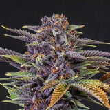 Fruit Autoflowering