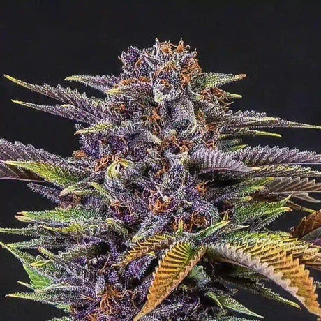 Fruit Autoflowering