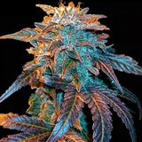 Gelato Autoflowering