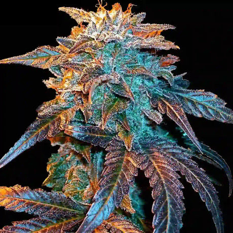 Gelato Autoflowering