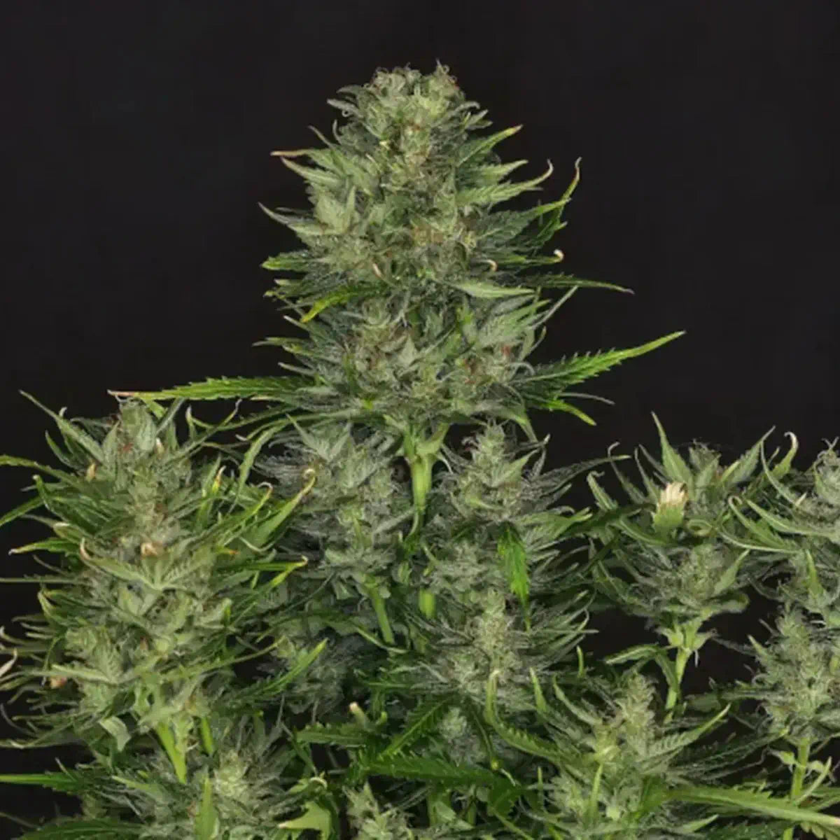 Godfather OG Autoflowering