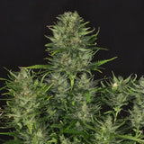 Godfather OG Autoflowering