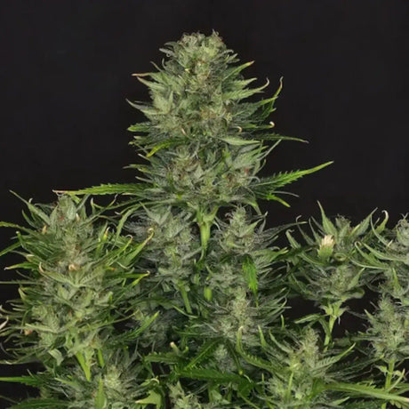 Godfather OG Autoflowering