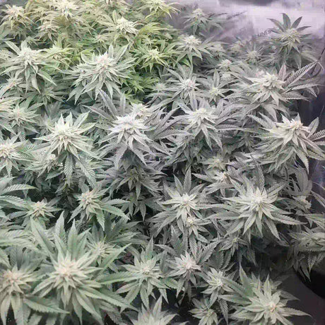 Godfather OG