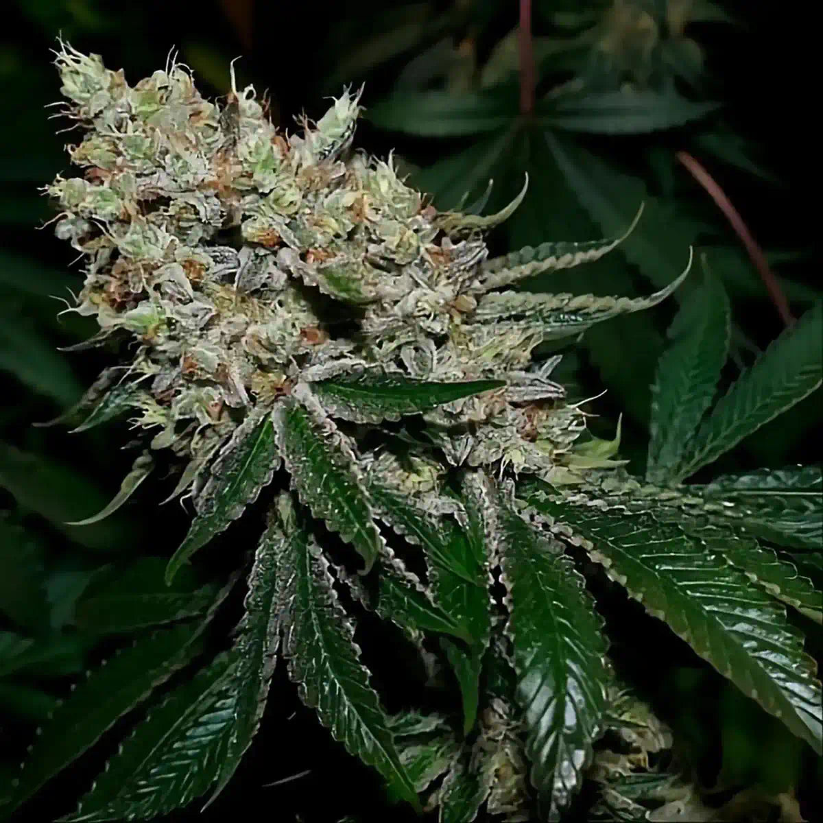 Gorilla Glue #4