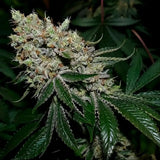 Gorilla Glue #4