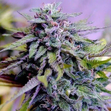 Granddaddy Purple