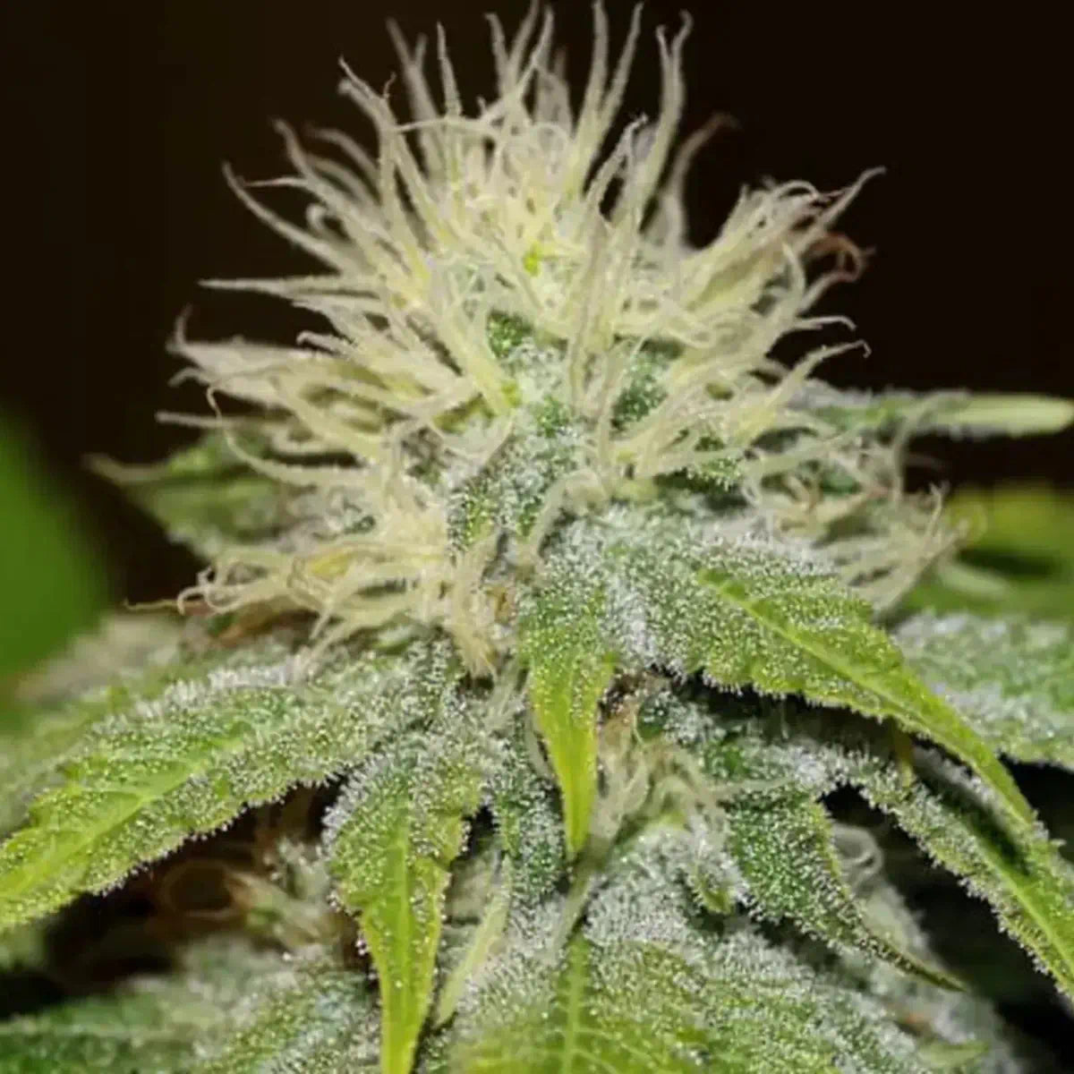 Green Crack Fast