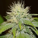 Green Crack Fast