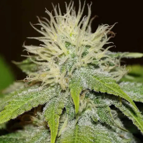 Green Crack Fast