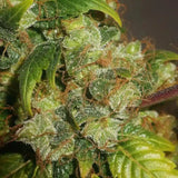 Gushers Autoflowering