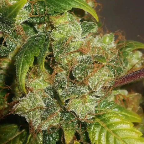 Gushers Autoflowering