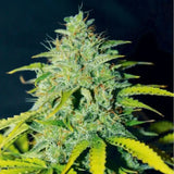 Ice Cream Cake Autoflowering
