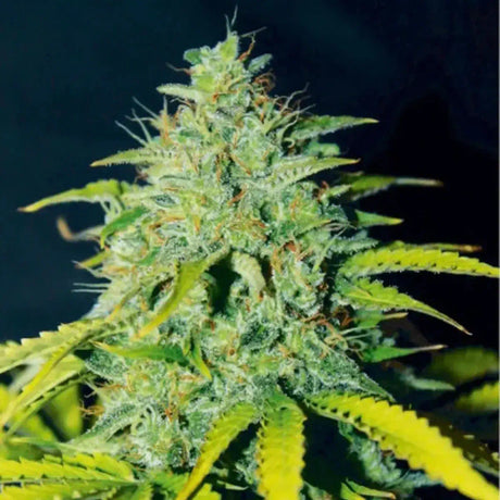 Ice Cream Cake Autoflowering
