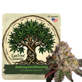 Jealousy Autoflowering