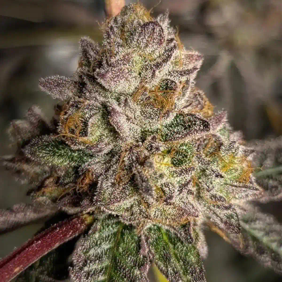 Jealousy Autoflowering
