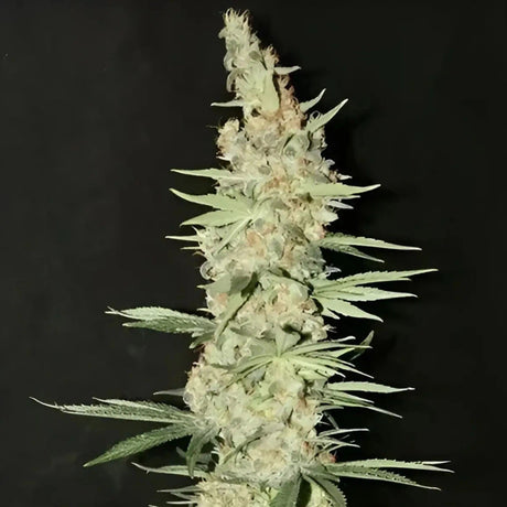Kali Mist