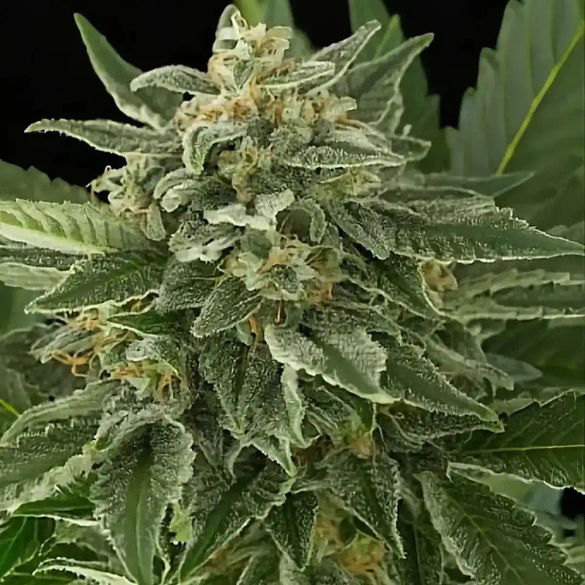 Moby Dick Autoflowering