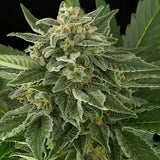 Moby Dick Autoflowering