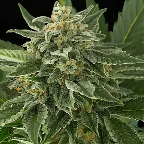 Moby Dick Autoflowering