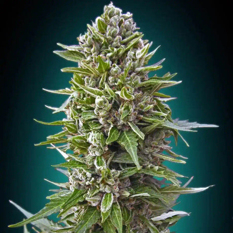 Northern Lights Autoflowering