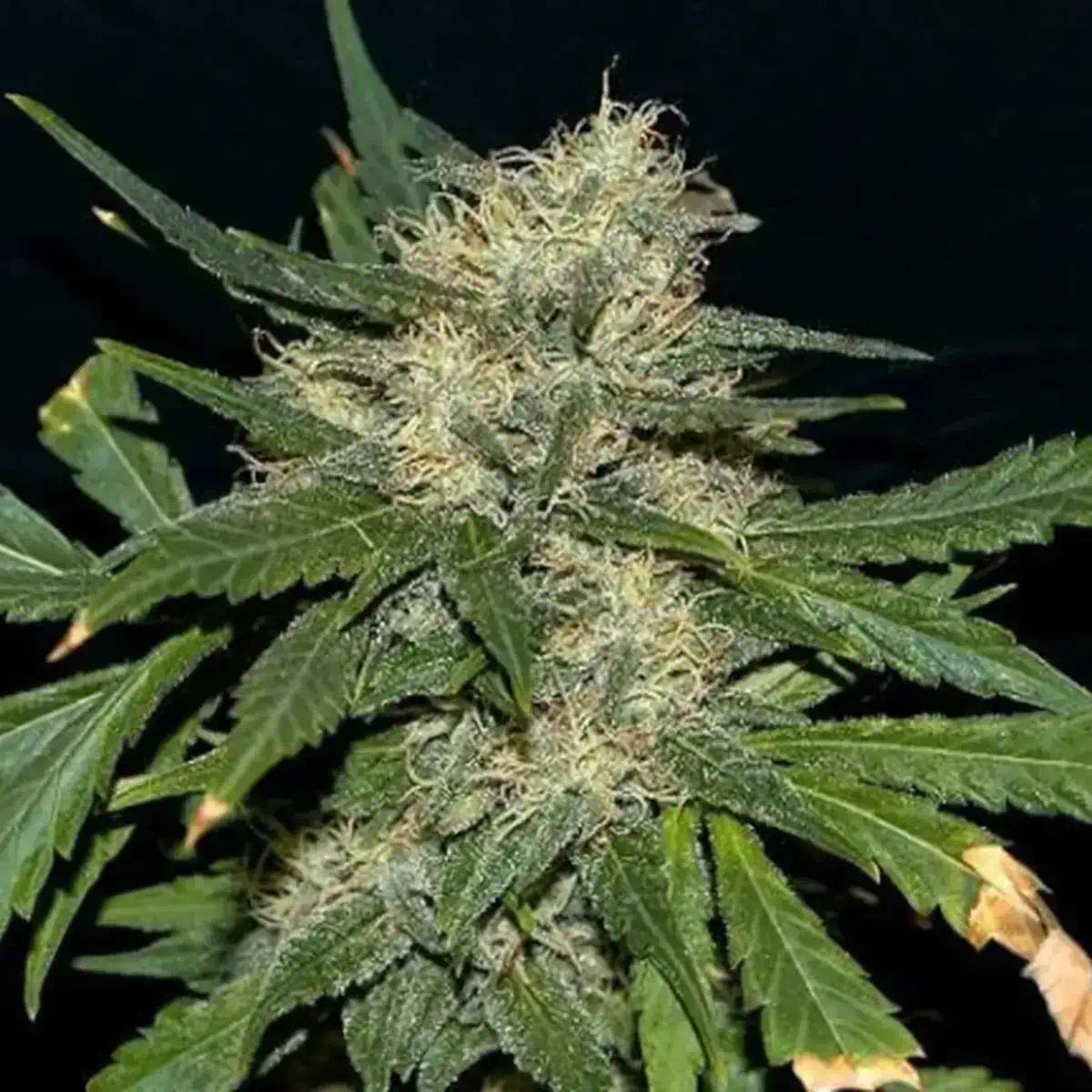 Northern Lights