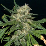 Northern Lights