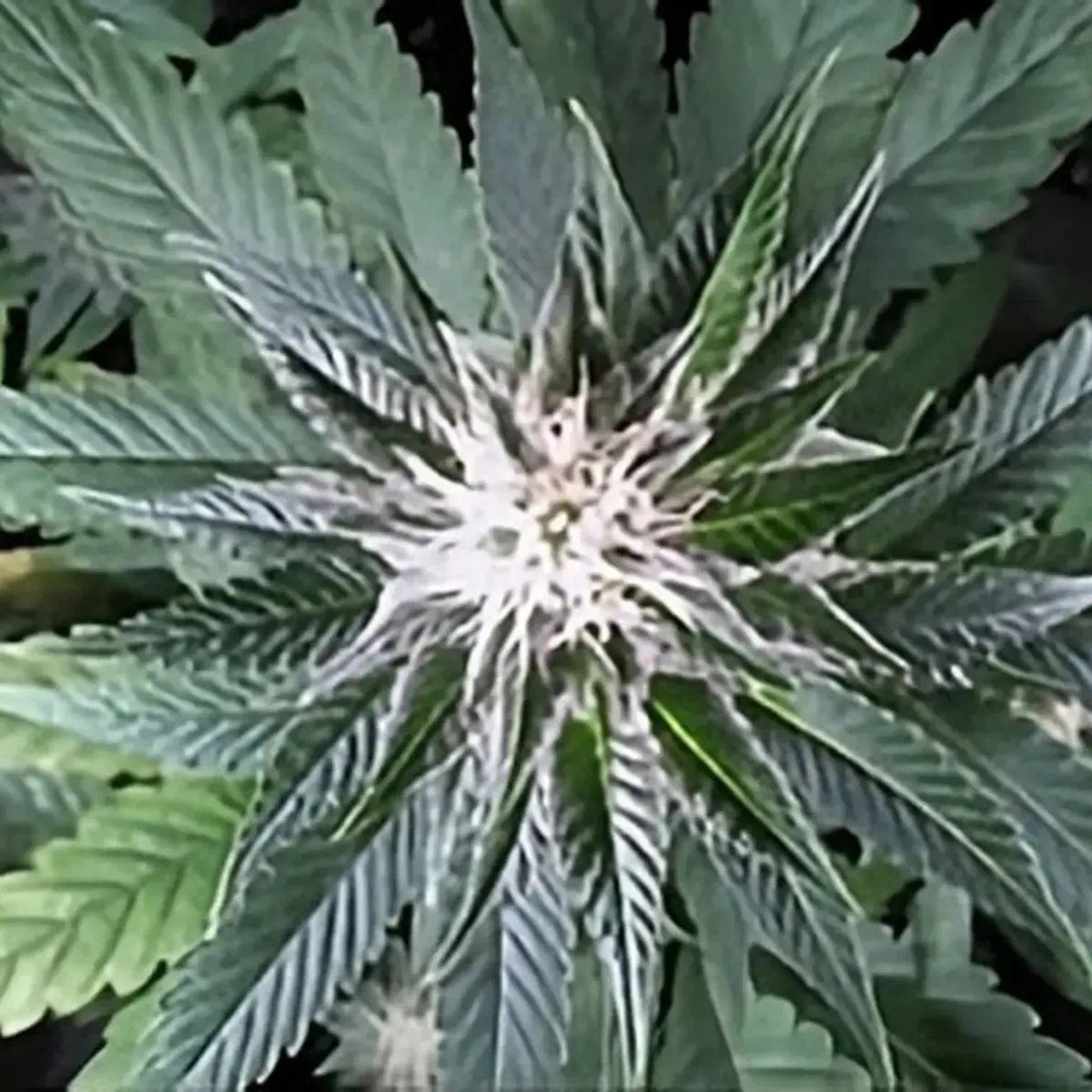 Skywalker