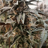 Tropicana Cookies