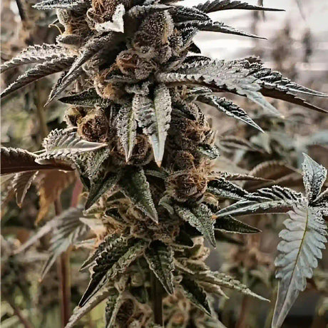 Tropicana Cookies