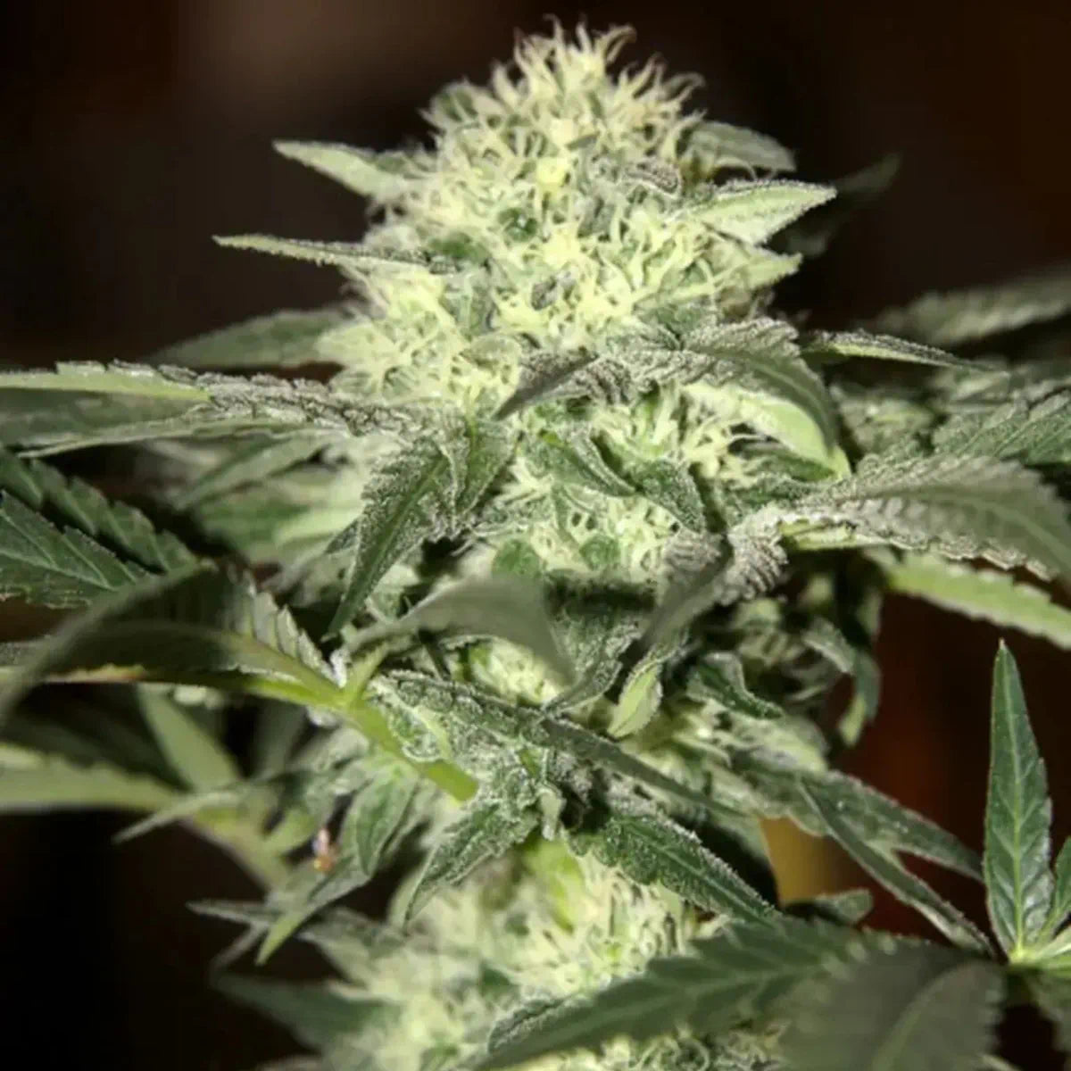 Watermelon Autoflowering