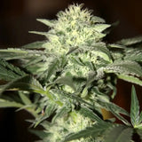 Watermelon Autoflowering