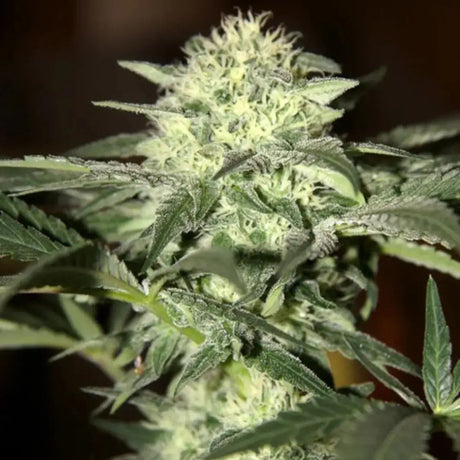 Watermelon Autoflowering